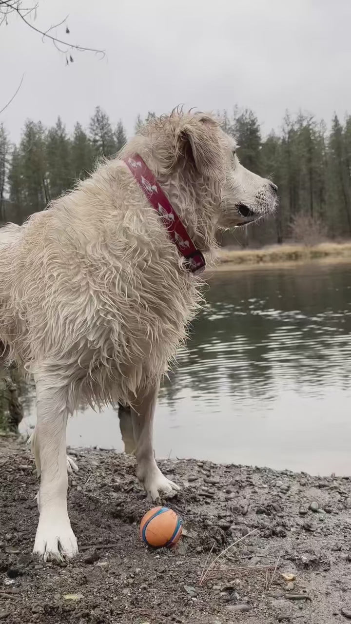 Water Loon Waterproof Leash
